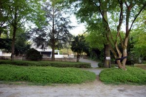 Am Schlosspark Bochum tragen die Bäume Trauerbänder