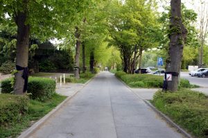 Am Schlosspark Bochum tragen die Bäume Trauerbänder
